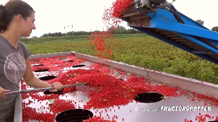 Red Black Currant Harvest MaVeBo Lewedorp SFM Technology Harvester