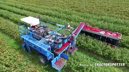 Red Black Currant Harvest MaVeBo Lewedorp SFM Technology Harvester
